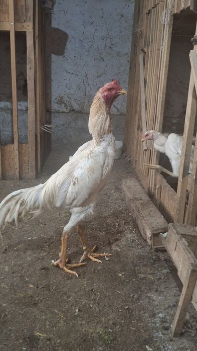 Шоже сатам срочно