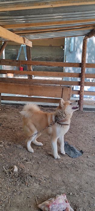 akita inu sotiladi 1yoshdan otgan urgochi toza qon klubdan olingan