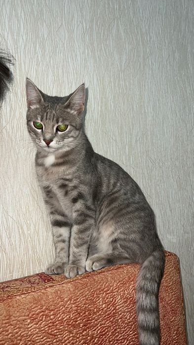 Отдам умного кота