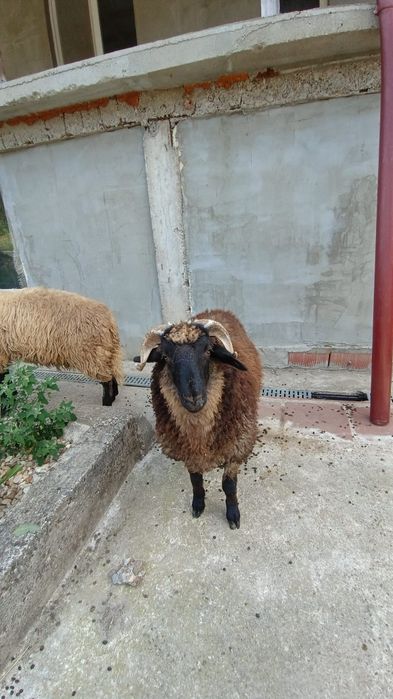 De vanzare doi berbecuti