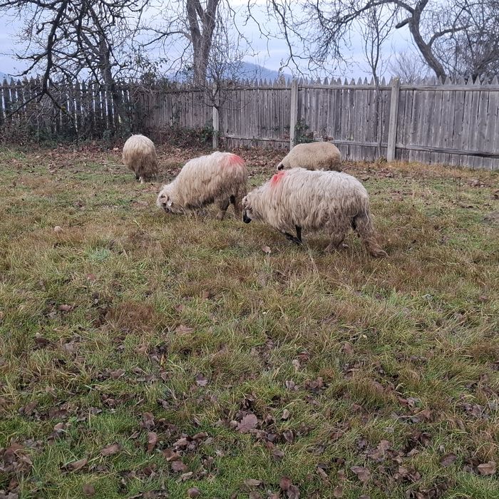 Vand patru oi tinere