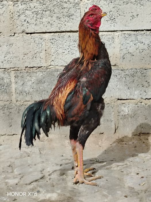 Dakang xuroz asl zot