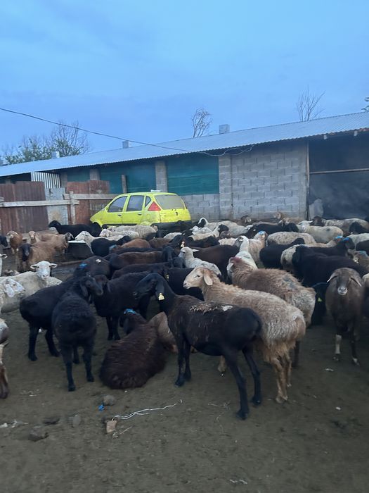 Қой сатылады семіз. Продам баран