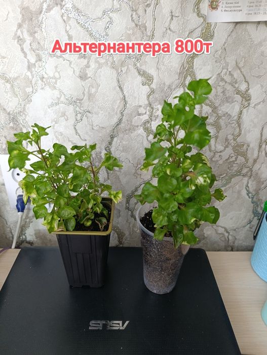 Комнатные растения кжби