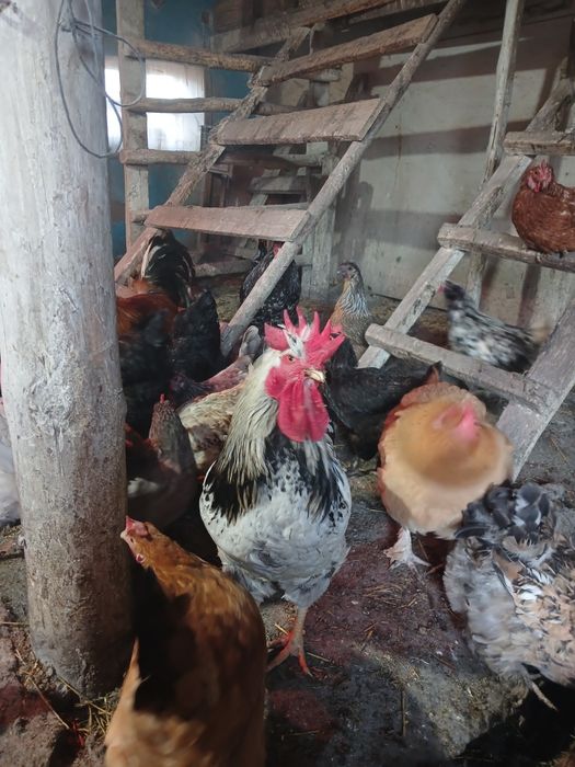 Продам петухов на племя.