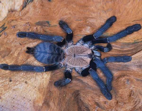Паук cyriopagopus sp.hati hati