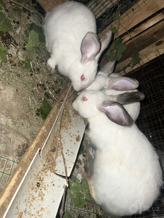 Quyonchalar va ona quyonlar