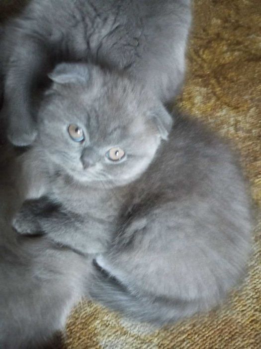 Котенок  ,шотланский веслоухий,мальчик 2-ой месяц