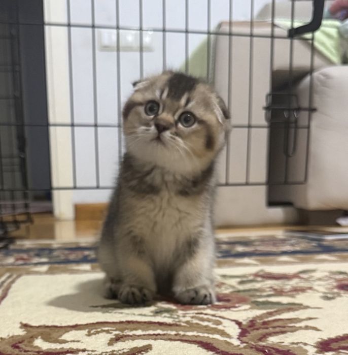 Шотландские котята