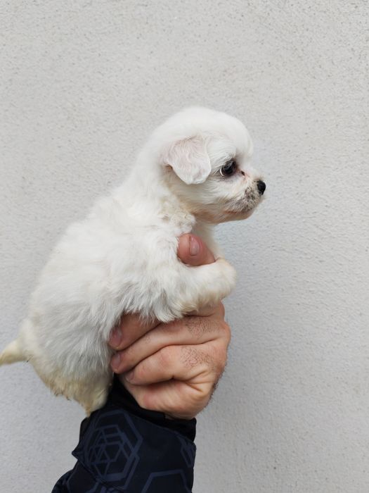 Băiețel bichon maltez mini toy
