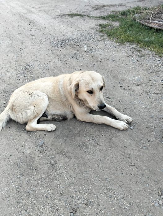 Отдам щенков в добрые руки