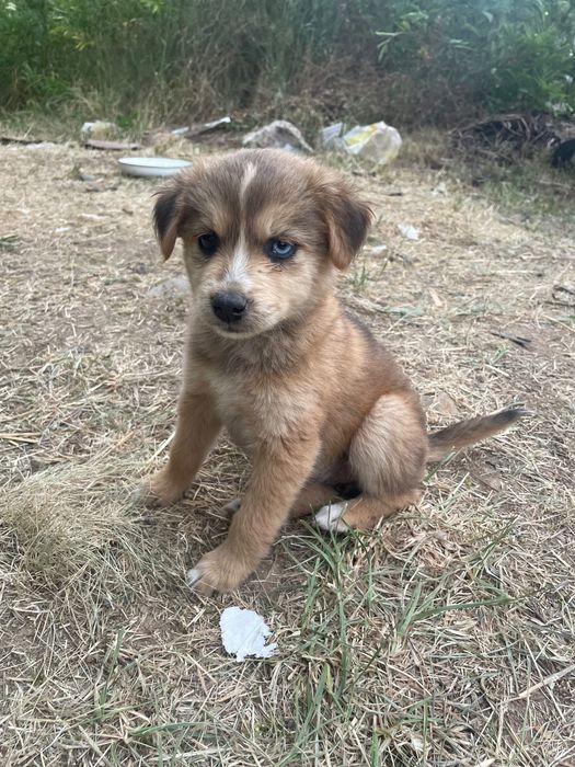 Малки кутрета на почти 1 месец