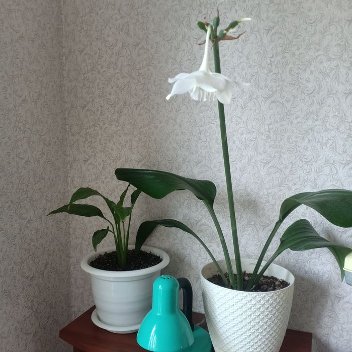 Цветы цветущие разные