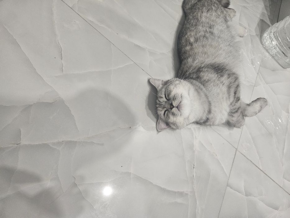 Передежка кошек,котят