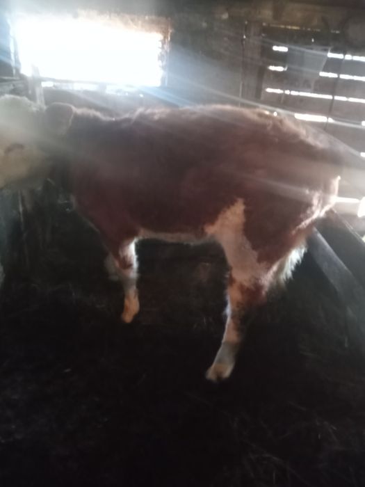 Vînd vițea de 5 luni