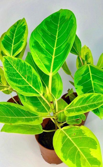 Фикус Альтиссима Вариегата 3500