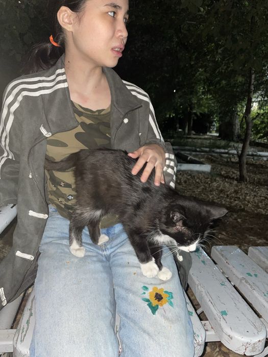 Котенок черный белый