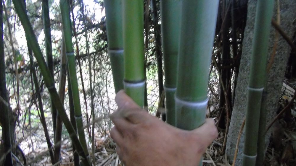 !!!САКСИЯ!!!Бамбук прихванат в саксии!