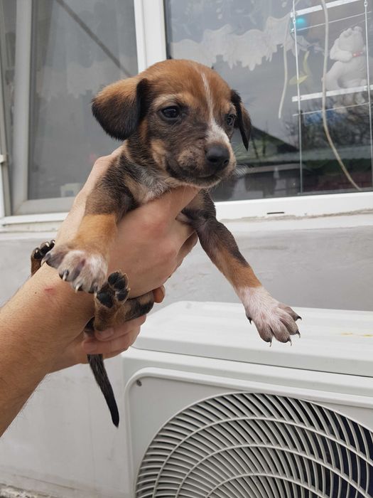 отдам бесплатно в добрые руки