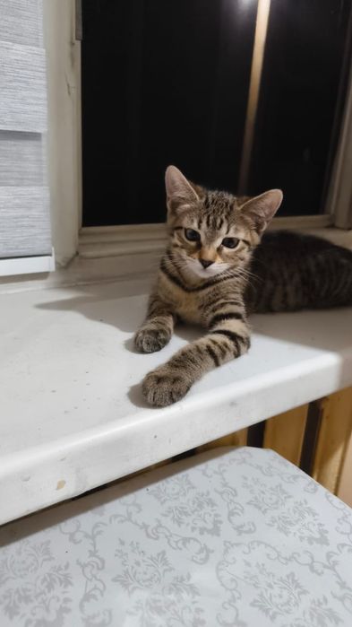 Отдам красого котёнка (кошечка)