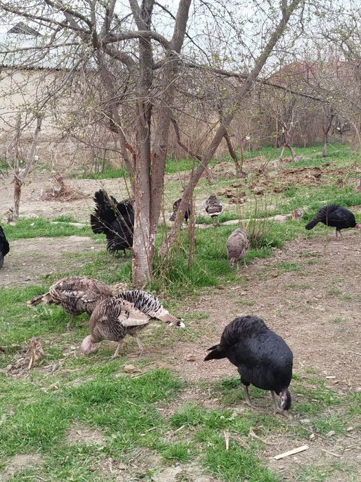 Куркалар сотилади  14 дона  Хамаси тухумда