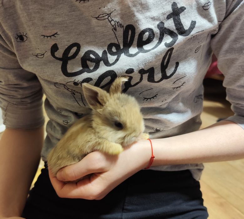 Iepuri  animale de companie talie mică spre medie