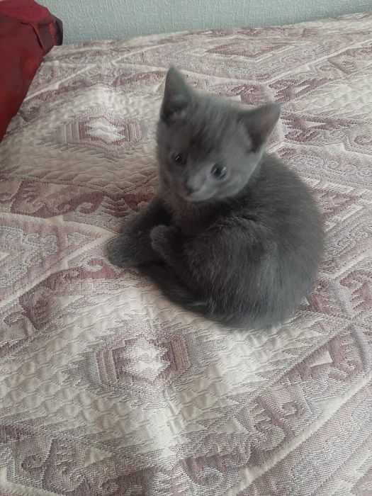 Котята, 3 девочки