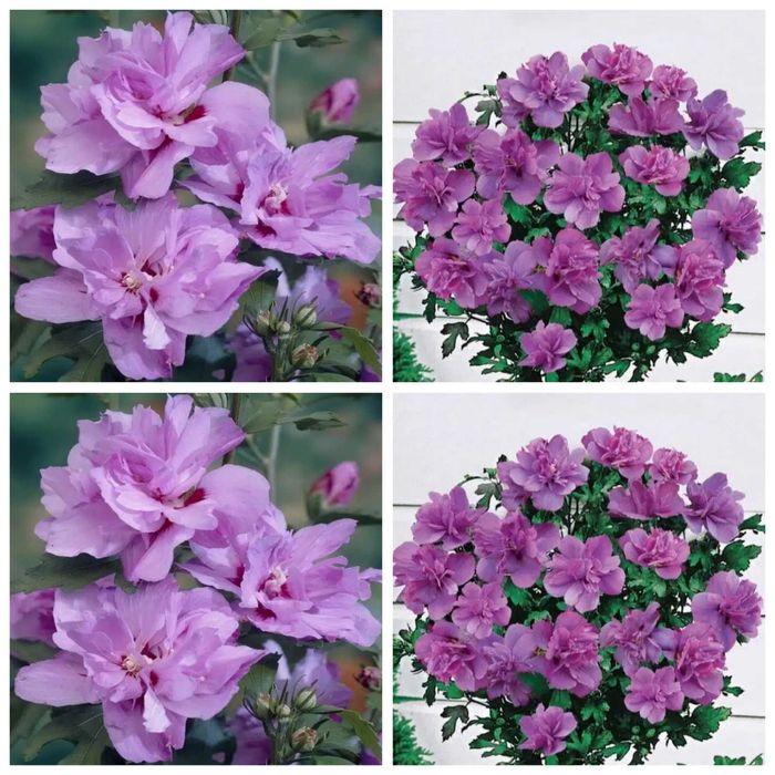 Butas(Răsad) Trandafir Japonez Hibiscus Sinensis,Rosu,Roz,Alb,Mov,Galb