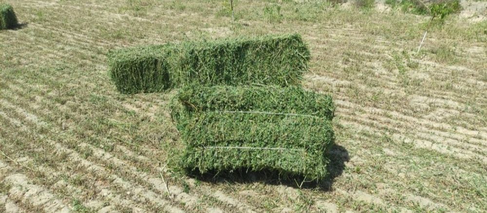 Beda pres zo'ri sotiladi