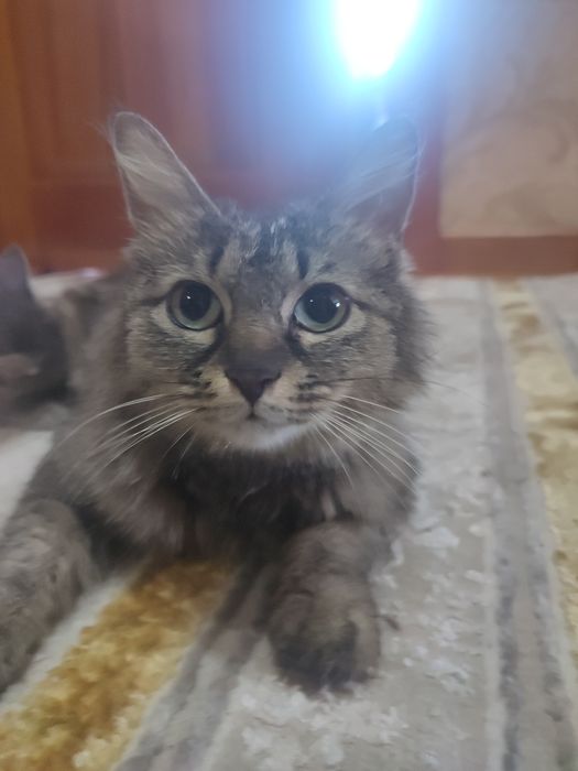 кошка в добрые руки