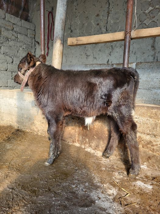 Якинда тукан сигир боласи билан сотилади