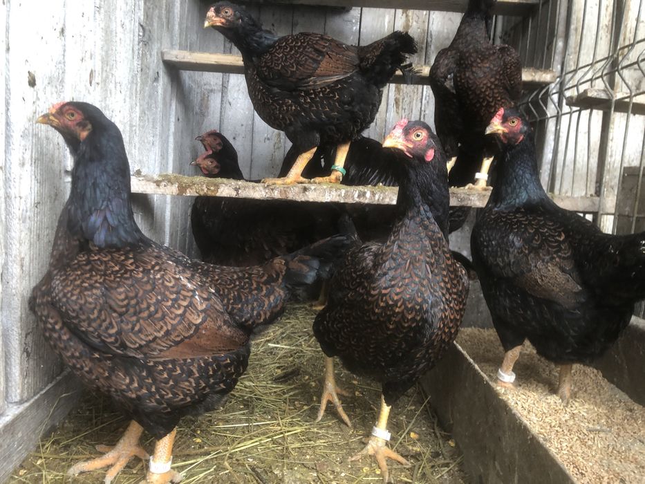 Urgent Cocosi rasa mare brahma, wiandotte, rhode island, cichinchina