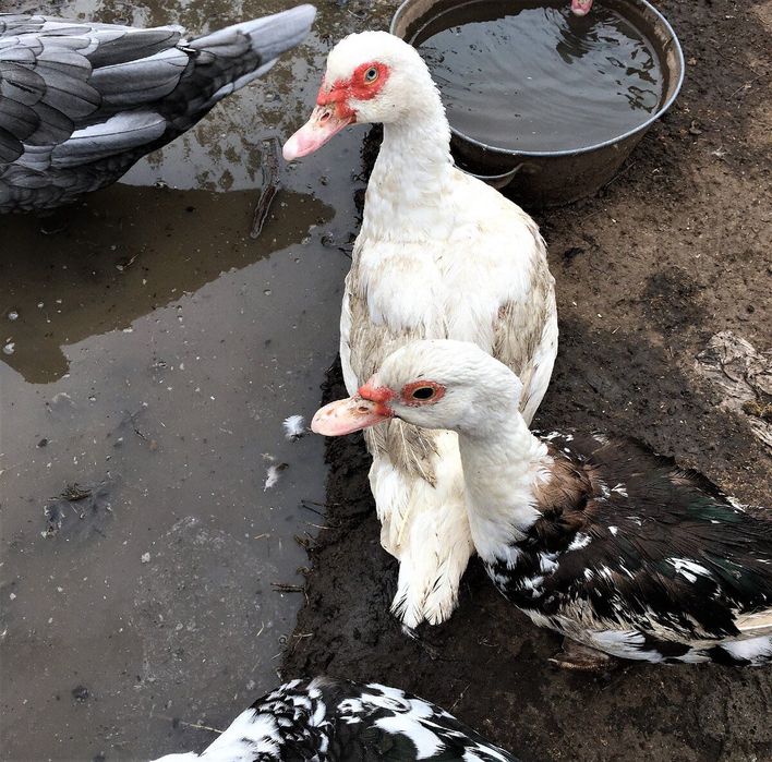 Юқори сифатли тухум ва гўшт йўналишидаги индоуткалар сотилади! Срочно!