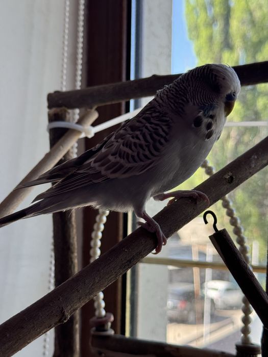 Попугай выставочный