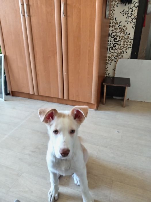 Отдам в хорошие руки