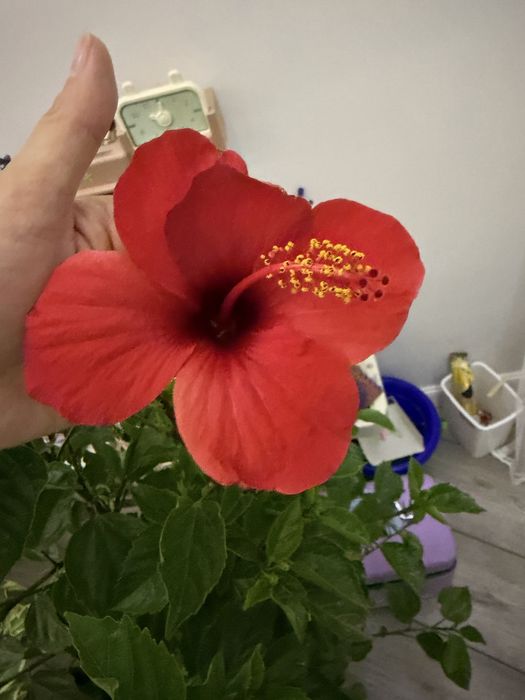 Продам Гибискус.