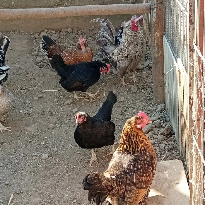 Gainusi pitici și cocosi