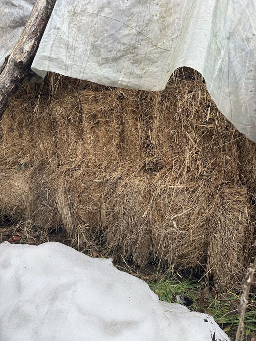 Fan Fân Baloti rotunzi /patrati