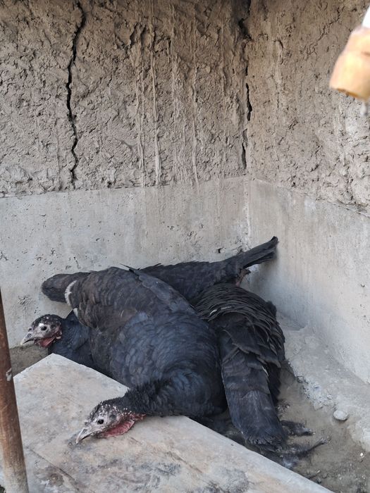 Тошкенд кора индук куркилари тухуми бор сотилади манзил маргилон