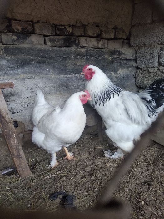 Brama xoroz avgustta tuxumdan chiqkan