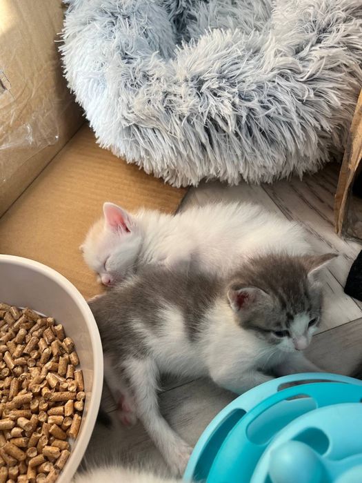 Отдам котят в добрые руки