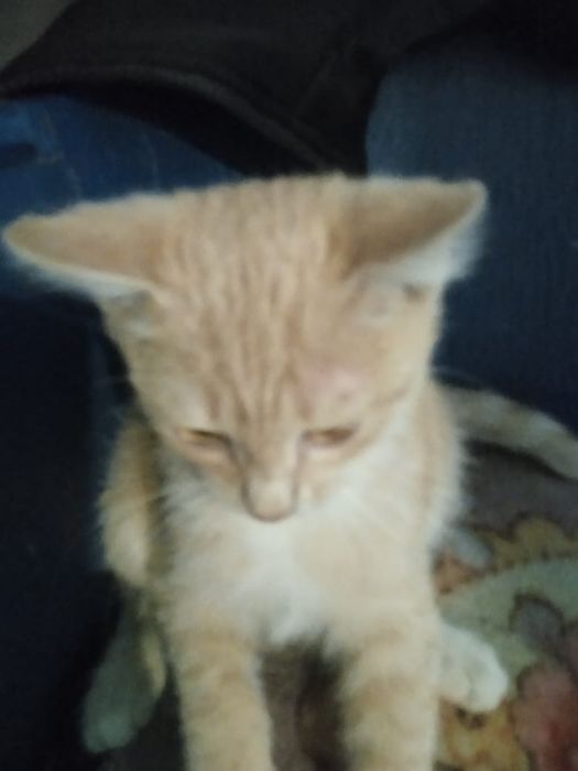 Отдам котёнка в добрые руки