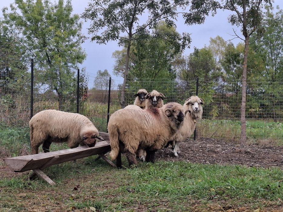 Vând oi țurcane 5 oi si un berbec bucalau