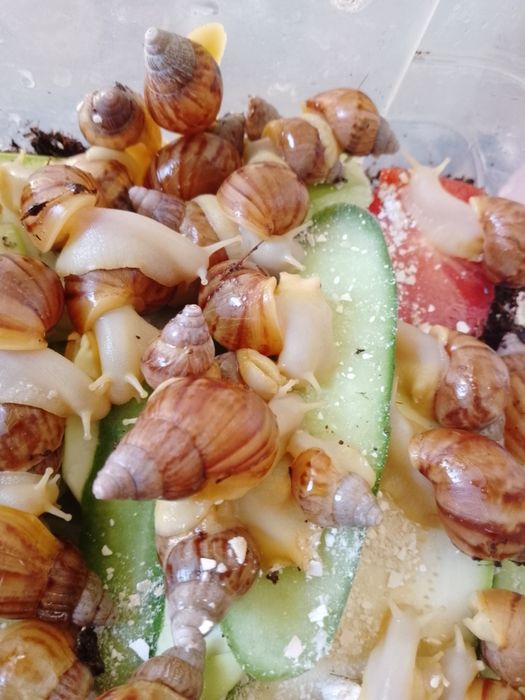 Улитка хатина от 3 см до 8 см