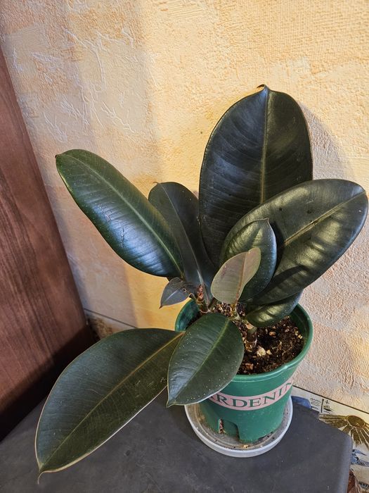 Продам комнатные растения