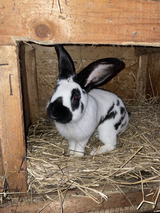 De vânzare un mascul de fluture german