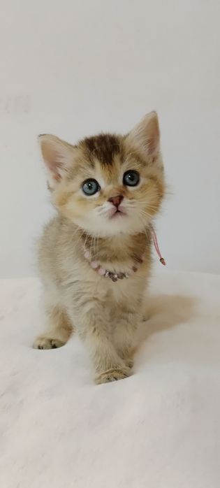 Роскошные котята Скоттиш Фолд и Страйт  золотая Девочка