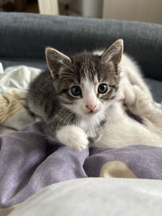 Котята девочки в добрые руки