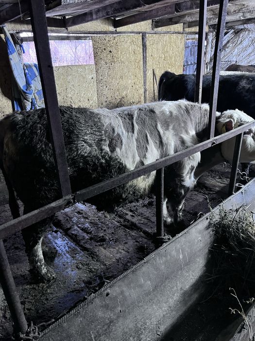 Продаются быки