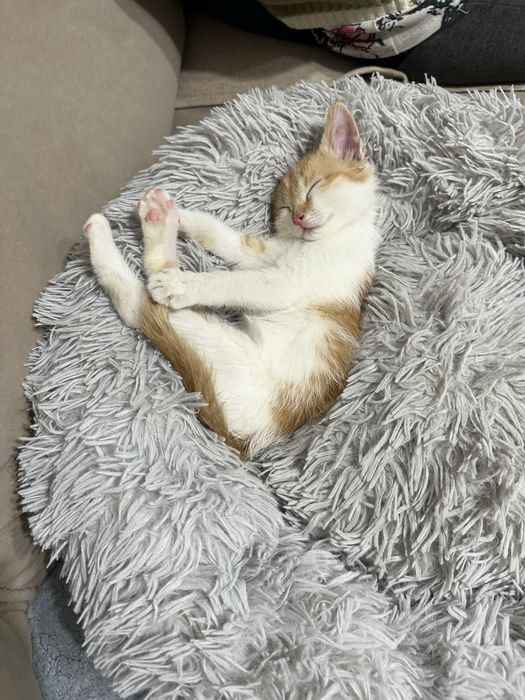 Котенок мальчик в добрые руки 2 месяца